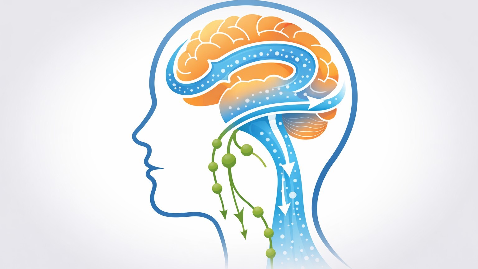 Drainage lymphatique et nettoyage du cerveau