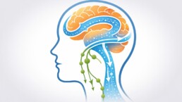 Drainage lymphatique et nettoyage du cerveau