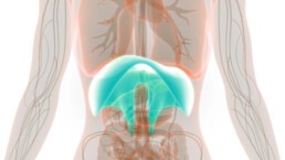 Respiration diaphragmatique